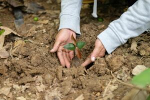 The Journey of Crafting Wooden Furniture|eco friendly